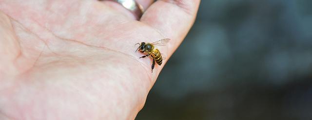 Wie merke ich, ob ich gegen Bienenstiche allergisch bin? Wie merke ich, ob ich gegen Bienenstiche allergisch bin?