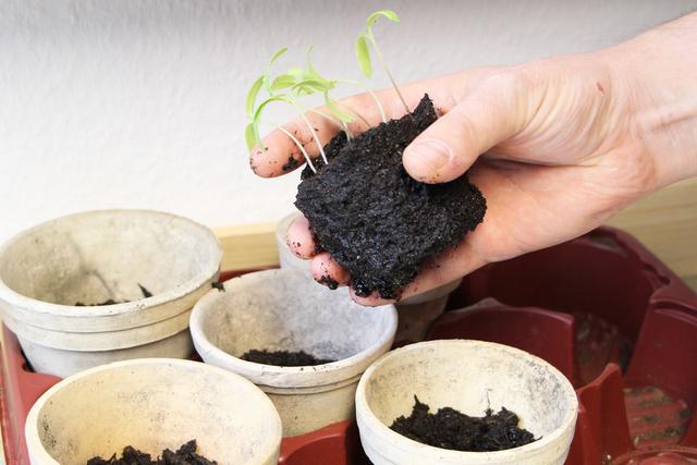 Tipps für das Vorziehen von Tomaten: So gelingt es garantiert