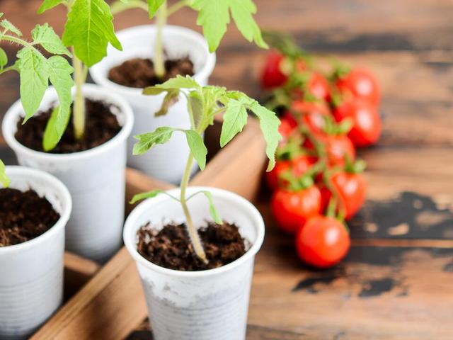 Tomatenanzucht im eigenen Garten: Alles über den idealen Zeitpunkt zum Vorziehen