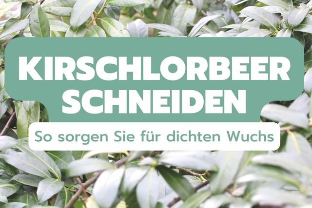 Gesetzliche Regelungen zum Schneiden von Kirschlorbeer beachten