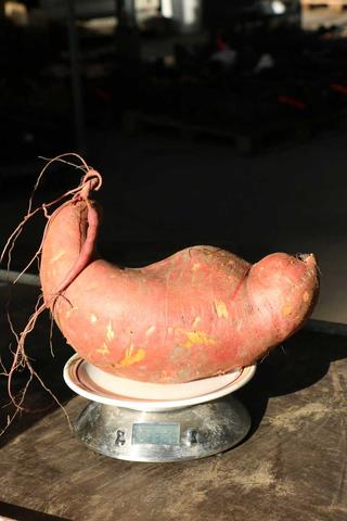 So wissen Sie genau, wann Sie Ihre Süßkartoffeln ernten sollten