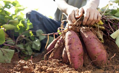 Wann und wie man Süßkartoffeln erfolgreich erntet