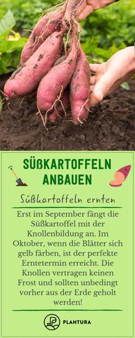 Tipps zur Ernte von Süßkartoffeln: Wann ist der richtige Zeitpunkt?