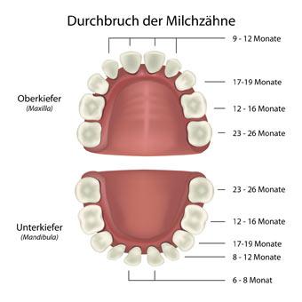 Der Übergang von Milchzähnen zu bleibenden Zähnen: Was Eltern wissen sollten Der Übergang von Milchzähnen zu bleibenden Zähnen: Was Eltern wissen sollten