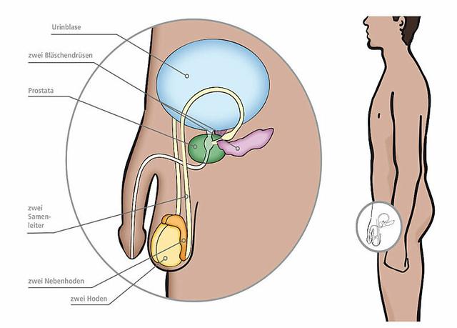 Der Weg der Spermien: Wann und wie kommen sie heraus? Der Weg der Spermien: Wann und wie kommen sie heraus?