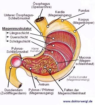 Warum ist eine Langzeiteinnahme von Pantoprazol nicht empfehlenswert? Warum ist eine Langzeiteinnahme von Pantoprazol nicht empfehlenswert?