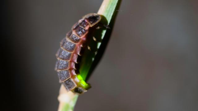 Romantische Beleuchtung: Wie und warum Glühwürmchen leuchten