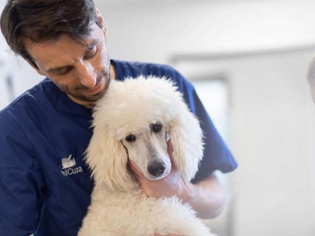 Ursachen für das Heulen bei Hunden: Von Warnlauten bis zur Revierverteidigung. Ursachen für das Heulen bei Hunden: Von Warnlauten bis zur Revierverteidigung.