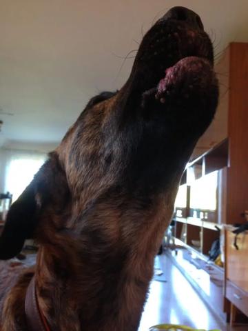 Hundetraining gegen übermäßiges Jaulen: Tipps und Tricks. Hundetraining gegen übermäßiges Jaulen: Tipps und Tricks.