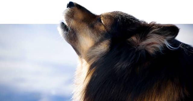 Warum jaulen manche Hunde mehr als andere? Ein Blick auf die Abstammung vom Wolf. Warum jaulen manche Hunde mehr als andere? Ein Blick auf die Abstammung vom Wolf.