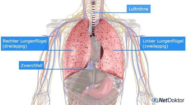 Abendlicher Husten: Ursachen und wirksame Strategien zur Linderung
