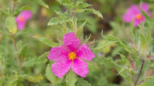 Verbot von Cistus Tee als Lebensmittel: Hintergründe und Gründe