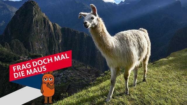 Lama-Spucken erklärt: Verhalten, Ursachen und Mythen Lama-Spucken erklärt: Verhalten, Ursachen und Mythen