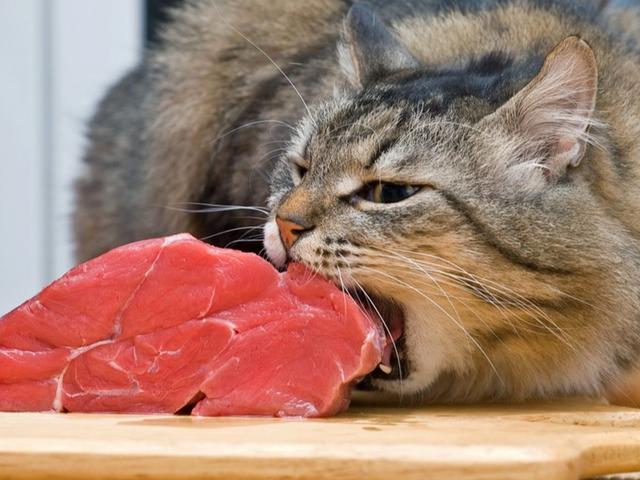 BARF für Katzen: Warum rohes Fleisch eine natürliche Option ist