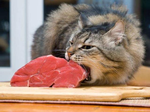 BARF-Rezepte für Katzen: Wie man rohes Fleisch richtig füttert