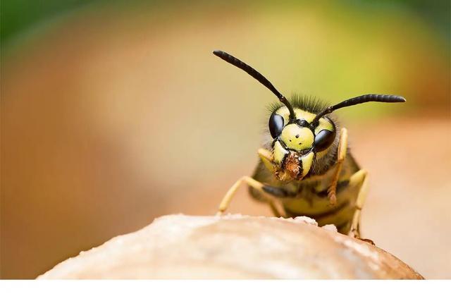 Wespen unter Naturschutz: Ihre wichtige biologische Funktion und warum wir sie schützen sollten