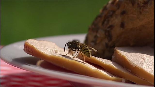 Wespen im Garten: Was man über den Umgang mit ihnen wissen sollte, da sie unter Naturschutz stehen