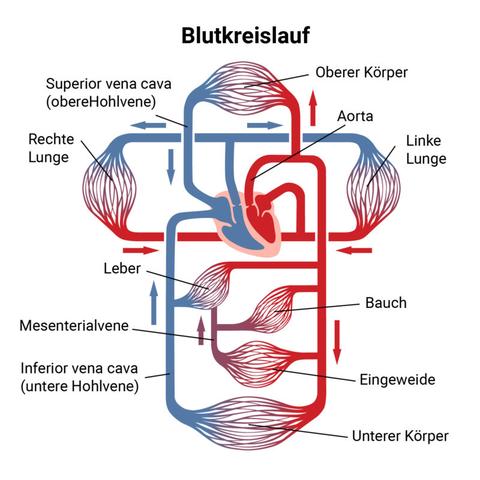 BPM erklärt: Die Bedeutung der Herzfrequenz für Ihre Gesundheit BPM erklärt: Die Bedeutung der Herzfrequenz für Ihre Gesundheit