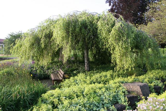 Halbschatten: Wie erkenne ich ihn und wie pflege ich meine Pflanzen richtig? Halbschatten: Wie erkenne ich ihn und wie pflege ich meine Pflanzen richtig?