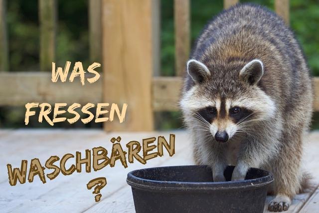 Waschbären als Kulturfolger: Ihre Anpassungsfähigkeit und Nahrungsvorlieben Waschbären als Kulturfolger: Ihre Anpassungsfähigkeit und Nahrungsvorlieben