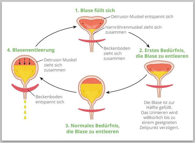 Mehr Lebensqualität trotz Blasenschwäche: Tipps und Tricks im Umgang mit einer sensiblen Blase Mehr Lebensqualität trotz Blasenschwäche: Tipps und Tricks im Umgang mit einer sensiblen Blase