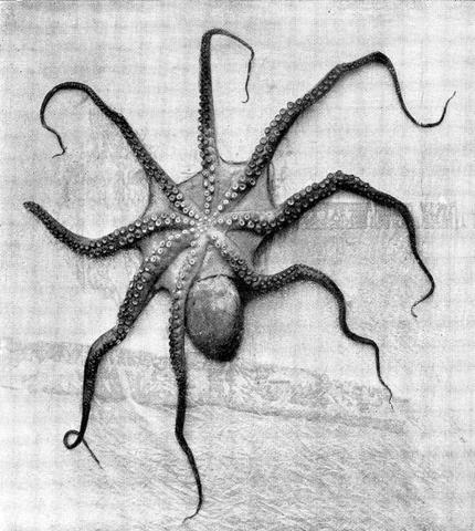 Was ist die richtige Mehrzahl von Oktopus? Was ist die richtige Mehrzahl von Oktopus?