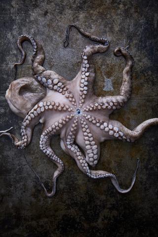 Schwierigkeiten bei der Bildung des Plurals von Oktopus Schwierigkeiten bei der Bildung des Plurals von Oktopus