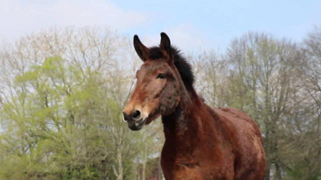 "Der Einsatz von Mulis in Nepal: Helfer im Alltag" "Der Einsatz von Mulis in Nepal: Helfer im Alltag"