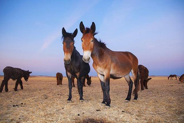 "Die Vielfalt der Pferde-Kreuzungen: Maultier, Maulesel, Zesel und Ebra" "Die Vielfalt der Pferde-Kreuzungen: Maultier, Maulesel, Zesel und Ebra"