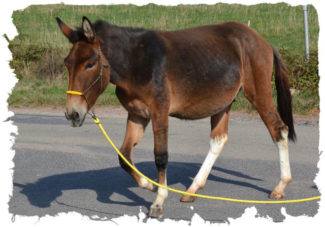 "Maultier und Muli: Unterschiede und Eigenschaften" "Maultier und Muli: Unterschiede und Eigenschaften"