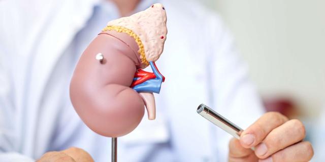 Die Rolle eines Nephrologen: Definition und Verantwortlichkeiten