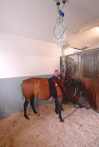 Die Bedeutung einer schnellen Diagnose bei Koliken: Warum eine rasche Abklärung wichtig ist Die Bedeutung einer schnellen Diagnose bei Koliken: Warum eine rasche Abklärung wichtig ist