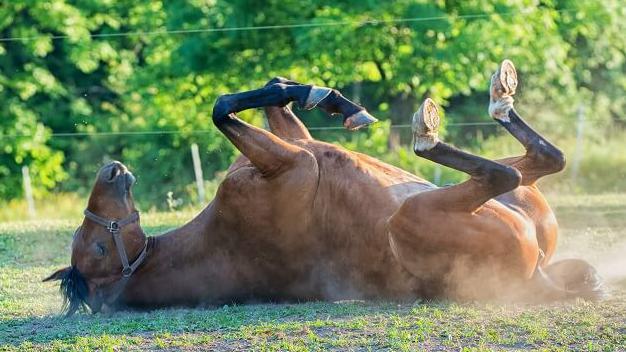 Von Schweißausbrüchen bis Übelkeit: Begleitende Symptome bei einer Kolik Von Schweißausbrüchen bis Übelkeit: Begleitende Symptome bei einer Kolik