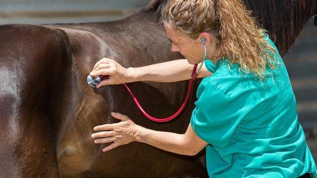 Schmerzlinderung bei Koliken: Behandlungsmöglichkeiten und Maßnahmen zur Linderung Schmerzlinderung bei Koliken: Behandlungsmöglichkeiten und Maßnahmen zur Linderung
