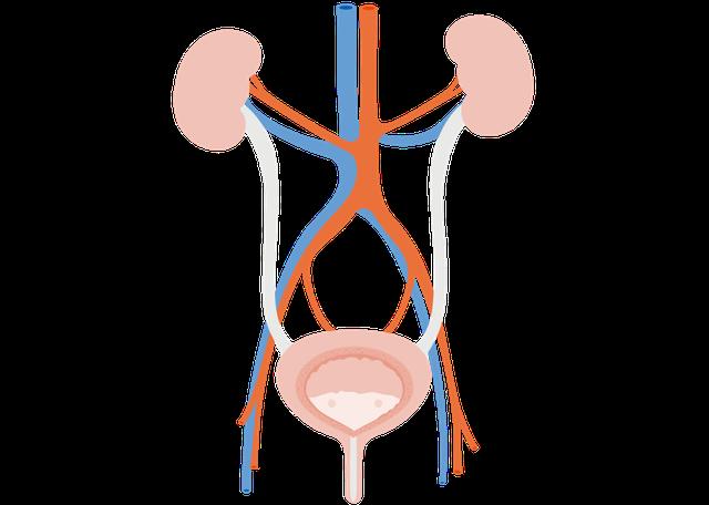 Goldrutenkraut als pflanzliche Therapie bei akuter und chronischer Reizblase Goldrutenkraut als pflanzliche Therapie bei akuter und chronischer Reizblase
