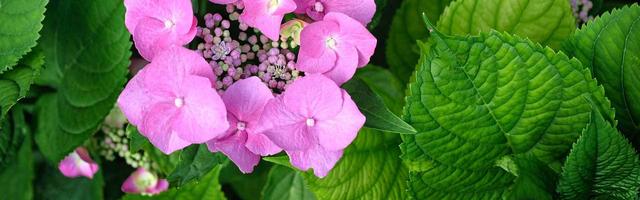 Halbschatten oder Vollsonne? Die richtige Wahl für Ihre Pflanzen