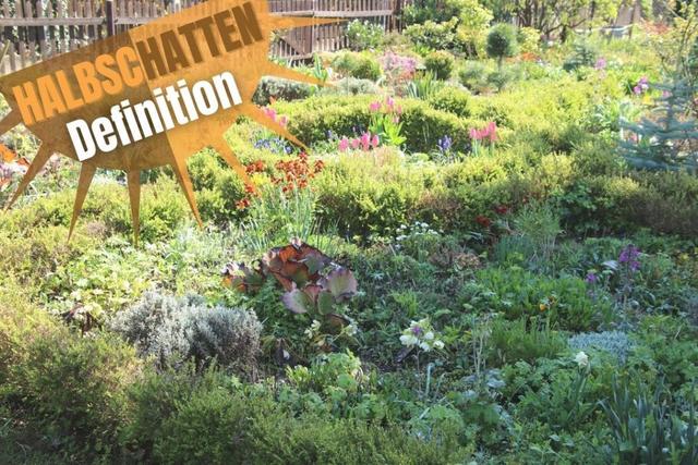 Verstehen Sie den Begriff "Halbschatten": Lichtbedürfnisse von Pflanzen erklärt