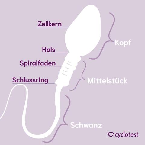 Welche Auswirkungen hat die Umgebung in der Scheide auf die Lebensdauer von Spermien? Welche Auswirkungen hat die Umgebung in der Scheide auf die Lebensdauer von Spermien?