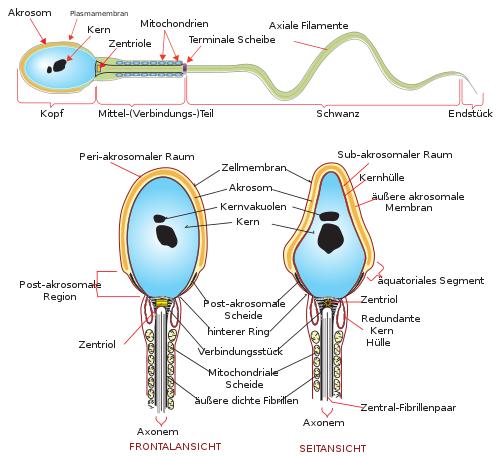 Welche Bedingungen führen zum Absterben von Spermien in der Scheide? Welche Bedingungen führen zum Absterben von Spermien in der Scheide?