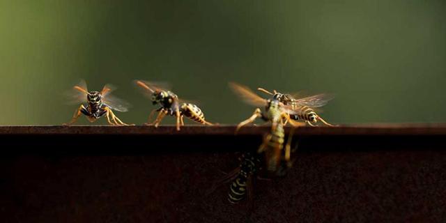 Langfristige Lösungen bei Wespenallergie: Hyposensibilisierung und Vorbeugung