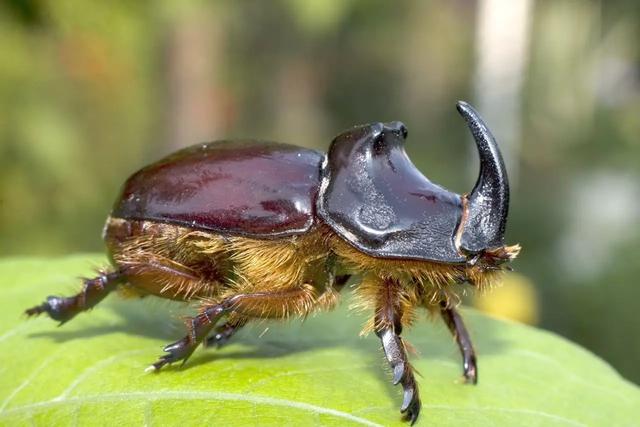 Nashornkäfer im Garten entdeckt: Tipps zum richtigen Umgang