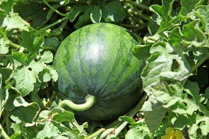 Wassermelone selber ziehen Tipps zum Anbau von Wassermelonen aus