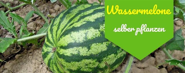 Wassermelone selber ziehen Tipps zum Anbau von Wassermelonen aus