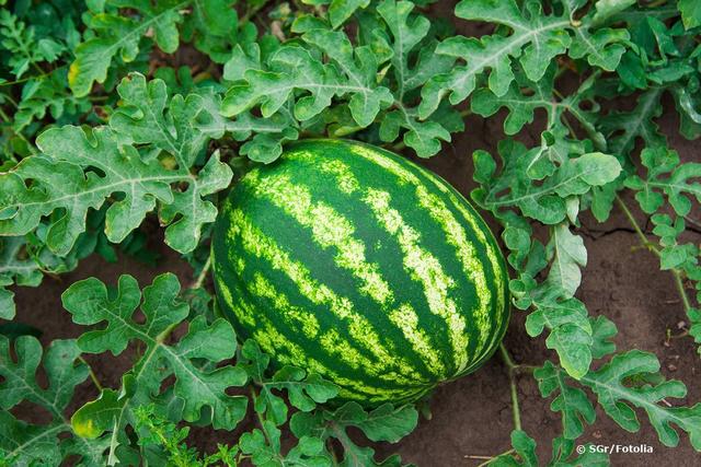 Wann sollten Sie Wassermelonen ernten? Ein Leitfaden zur Reifung Wann sollten Sie Wassermelonen ernten? Ein Leitfaden zur Reifung