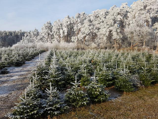 Der Spaß für die ganze Familie: Den Weihnachtsbaum selbst schlagen