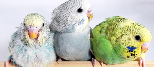 Die durchschnittliche Lebensdauer von Wellensittichen: Was Sie wissen sollten