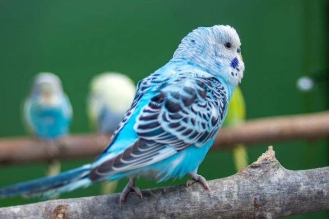 Tipps zur Verlängerung der Lebensdauer Ihres Wellensittichs