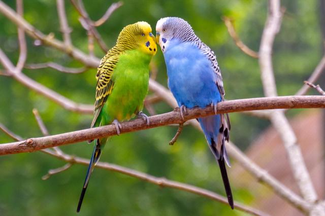 Vergleich der Lebenserwartung von Wellensittichen in Gefangenschaft und in Freiheit