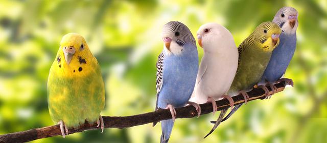 Wie alt werden Wellensittiche? Informationen zur Lebenserwartung