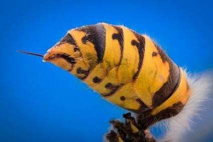 Vorbeugung von Wespenstichen: Tipps für den Umgang im Sommer Vorbeugung von Wespenstichen: Tipps für den Umgang im Sommer